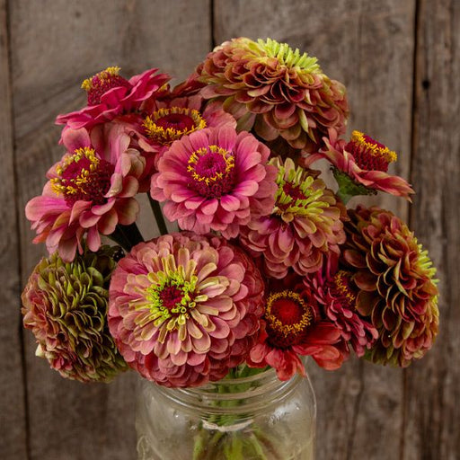 Bouquet of vibrant pink, green, burgundy zinnias, summer garden flowers in a mason jar on rustic wood.