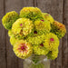 Chartreuse zinnia bouquet with pink centers in a mason jar. Rustic wood background.