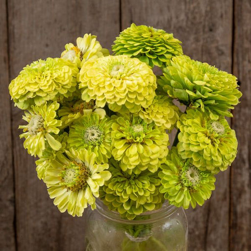 Bouquet of chartreuse and lime green zinnias in a glass jar. Fresh cut flowers against rustic wood.