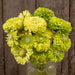 Bouquet of chartreuse and lime green zinnias in a glass jar. Fresh cut flowers against rustic wood.