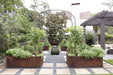 Lush backyard edible garden featuring Corten steel raised beds with tomatoes, herbs, a water fountain, gravel path, and pergola.