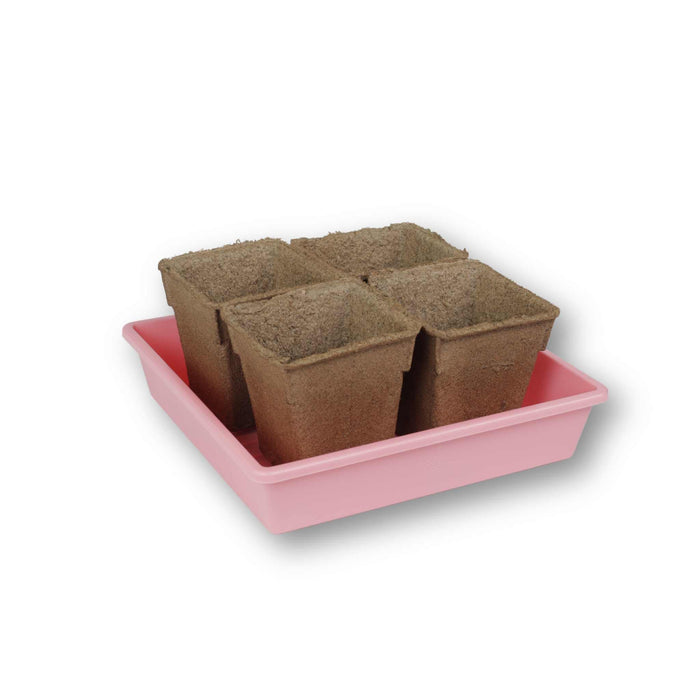 Four square biodegradable peat pots in a pink seed starting tray for seedlings.