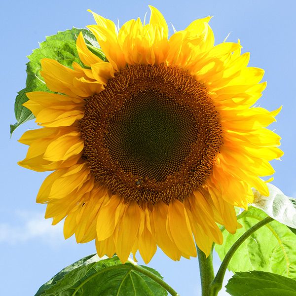 Bright yellow sunflower in full bloom with a brown seed head and green leaves under a blue sky.