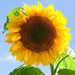 Bright yellow sunflower in full bloom with a brown seed head and green leaves under a blue sky.
