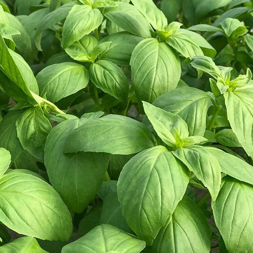 Lush green basil plants, organic fresh culinary herb garden.