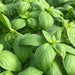 Lush green basil plants, organic fresh culinary herb garden.