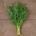 Fresh green dill bunch tied with string on a rustic wooden table.
