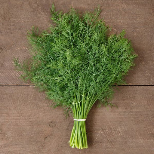 Fresh green dill herbs tied in a bunch on a rustic wooden background. Ideal for cooking, garnishing, or seasoning.