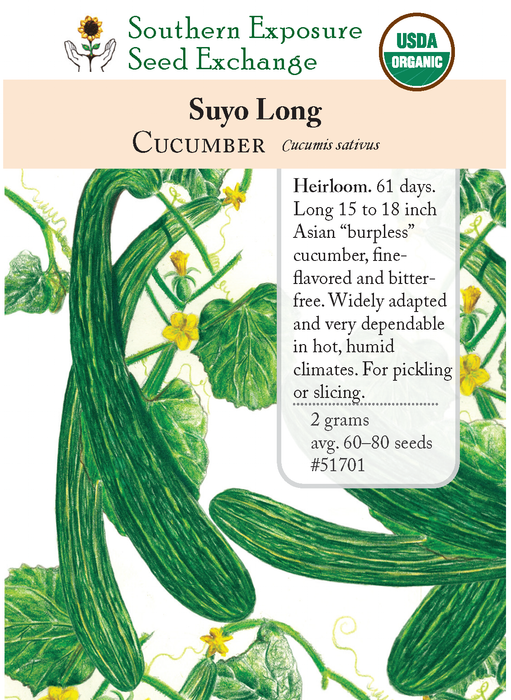 Suyo Long Cucumber