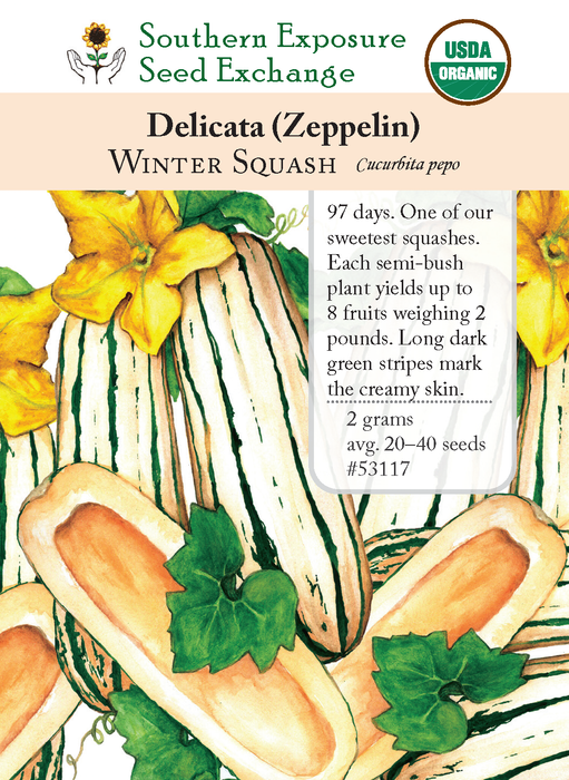 Zeppelin Delicata Squash