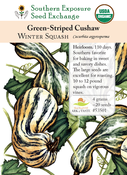 Green Striped Cushaw Squash
