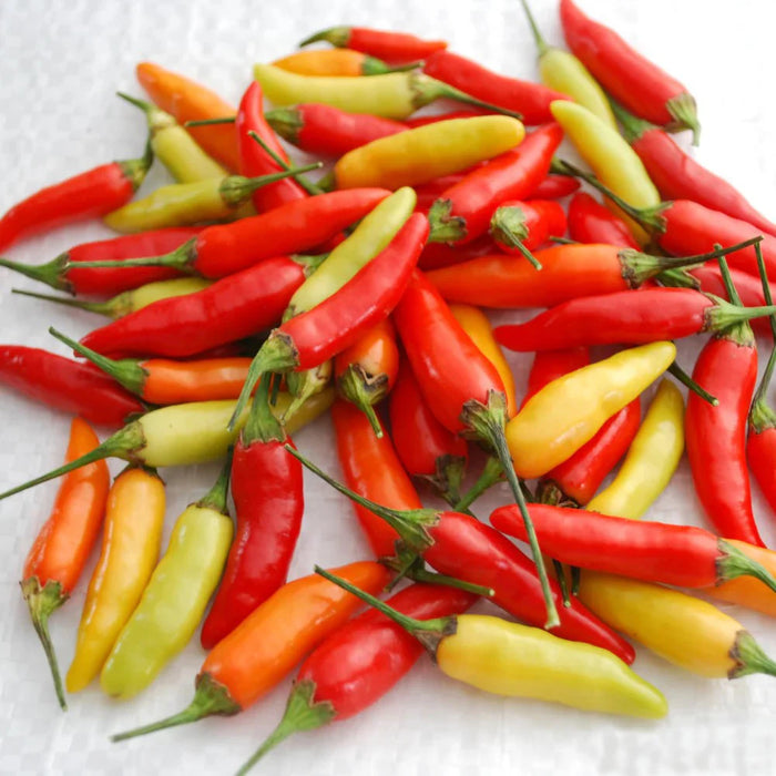 Fresh, colorful chili peppers: red, orange, yellow, and green. A pile of vibrant hot peppers for recipes.