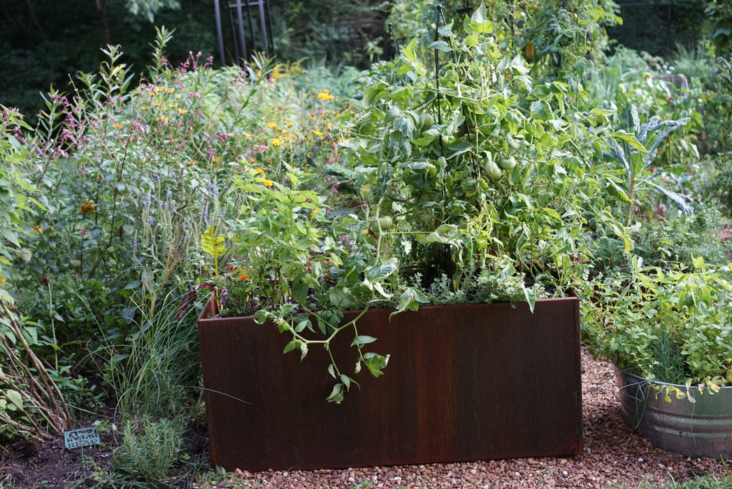 Corten steel raised garden bed with tomatoes, herbs, and flowers. Galvanized tub planter in lush backyard garden.