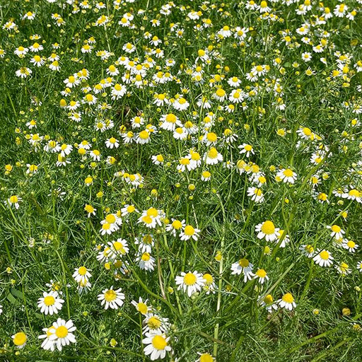 Field of white and yellow chamomile flowers blooming in lush green foliage. Herbal tea ingredient.