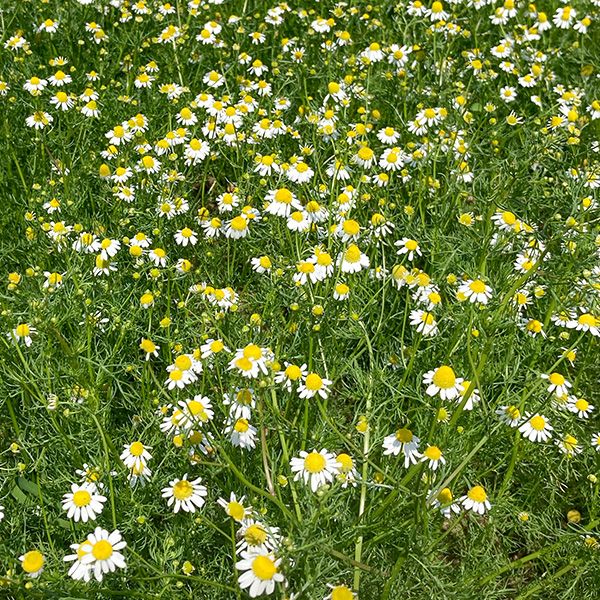 Field of white and yellow chamomile flowers blooming in lush green foliage. Herbal tea ingredient.