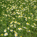 Field of white and yellow chamomile flowers blooming in lush green foliage. Herbal tea ingredient.