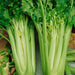 Crisp green celery stalks, fresh bunches, and chopped pieces on a board. Healthy vegetable for cooking.