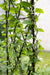 Traditional Diamond Rounded Arch Trellis