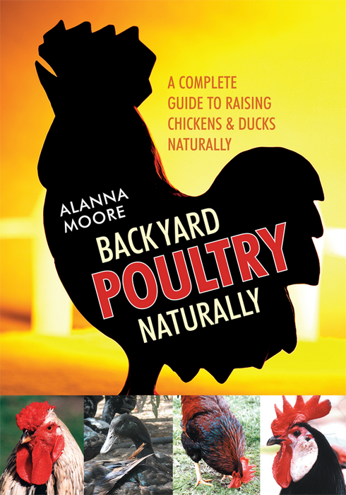 "Backyard Poultry Naturally" guide: raising chickens & ducks naturally. Rooster silhouette, chicken & duck photos.