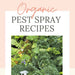 "Organic Pest Spray Recipes" title above a garden of green kale and leafy plants, with a pest spray bottle.