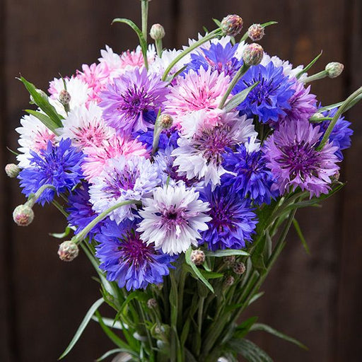 Vibrant bouquet of blue, pink, purple, and white cornflowers (Bachelor's Buttons). Fresh cut garden flowers.