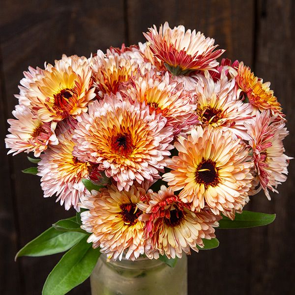 Vibrant orange, yellow, pink calendula bouquet in glass vase. Rustic garden flowers.