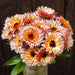 Vibrant orange, yellow, pink calendula bouquet in glass vase. Rustic garden flowers.