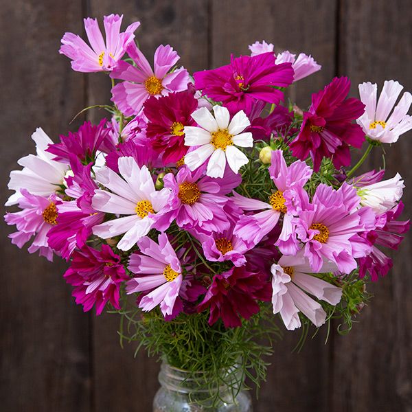 Vibrant pink, white, magenta cosmos bouquet with fern-like foliage in a jar. Rustic wood background.