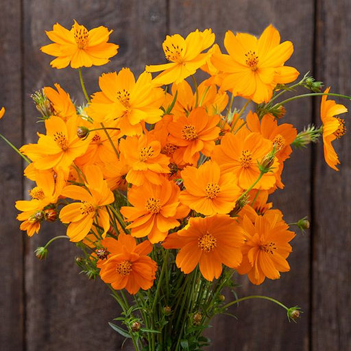 Vibrant orange cosmos flower bouquet against a rustic wooden wall. Bright summer garden blooms.