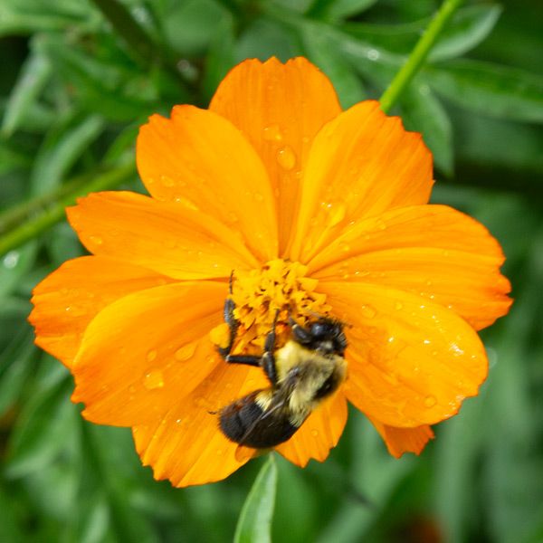 Fluffy bumblebee on a vibrant orange Cosmos flower with dew drops. Essential garden pollinator.