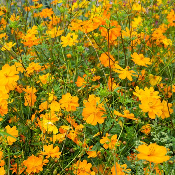Vibrant orange sulfur cosmos flowers blooming profusely in a sunny garden.