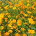 Vibrant orange sulfur cosmos flowers blooming profusely in a sunny garden.