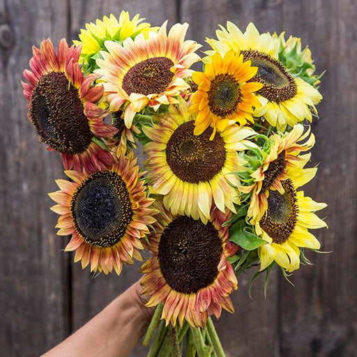 Vibrant sunflower bouquet: yellow, red, orange, and bi-color blooms. Fresh cut flowers held against a rustic wooden background.