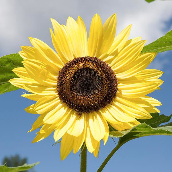 Bright yellow sunflower in full bloom, dark brown seed head, green leaves, against a clear blue sky. Summer garden.