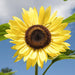 Bright yellow sunflower in full bloom, dark brown seed head, green leaves, against a clear blue sky. Summer garden.