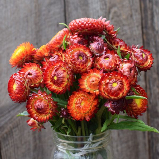 Vibrant orange and red strawflower bouquet in a glass mason jar on a rustic wood background.