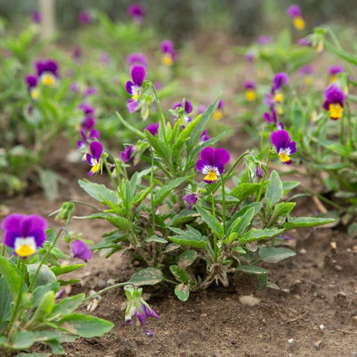Vibrant purple and yellow violas blooming with green leaves in a garden bed.