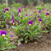 Vibrant purple and yellow violas blooming with green leaves in a garden bed.