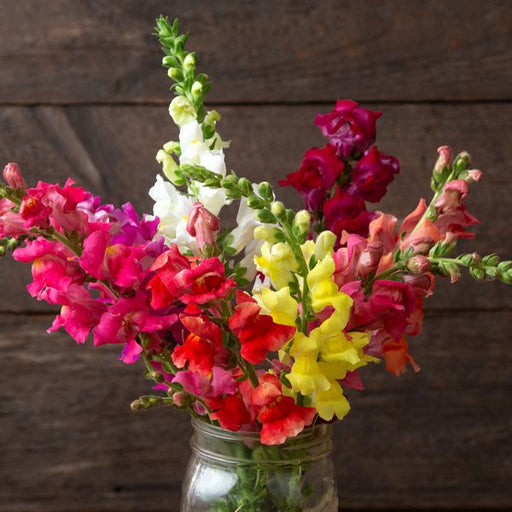 Colorful snapdragon bouquet in a glass jar. Pink, red, yellow, white, magenta, and peach blooms.