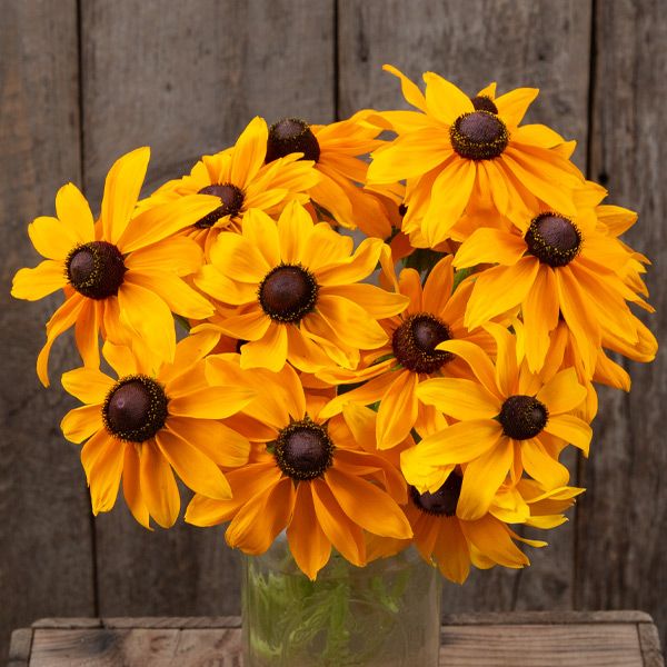 Vibrant Black-Eyed Susans bouquet in a clear vase on a wooden table. Yellow Rudbeckia flowers, summer garden.