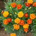 Colorful orange and yellow marigold flowers, green leaves, and buds in a vibrant garden.