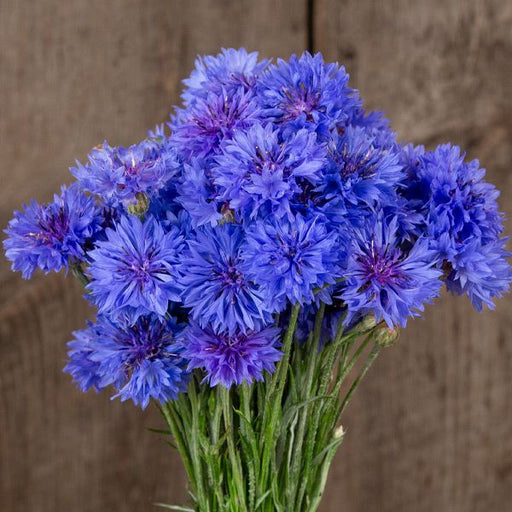 Vibrant blue cornflower (bachelor's button) bouquet with green stems against a rustic wood background.