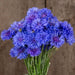 Vibrant blue cornflower (bachelor's button) bouquet with green stems against a rustic wood background.