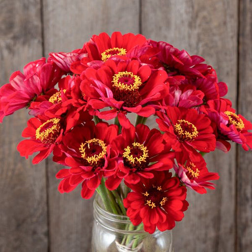Red zinnia flowers with yellow centers in a glass mason jar against a rustic wooden background.