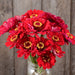 Red zinnia flowers with yellow centers in a glass mason jar against a rustic wooden background.