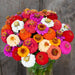 Lush bouquet of colorful zinnias: red, orange, pink, purple, white, yellow garden flowers in a vase. Vibrant summer blooms.