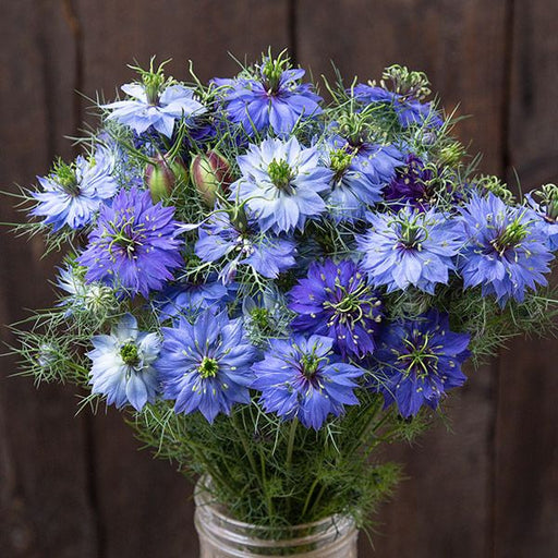 Bouquet of blue Nigella Damascena 'Love-in-a-mist' flowers in a glass vase, rustic wood background.
