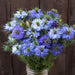 Bouquet of blue Nigella Damascena 'Love-in-a-mist' flowers in a glass vase, rustic wood background.
