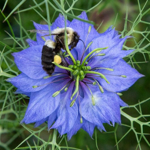Pollinating bee with yellow pollen sac on vibrant blue Love-in-a-mist flower in green garden.