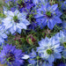 Cluster of blue Nigella damascena 'Love-in-a-mist' flowers, delicate green foliage, and maroon-striped seed pods.